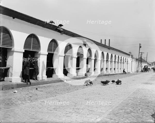 Central market & buzzards, Charleston, S.C., between 1900 and 1910. Creator: Unknown.