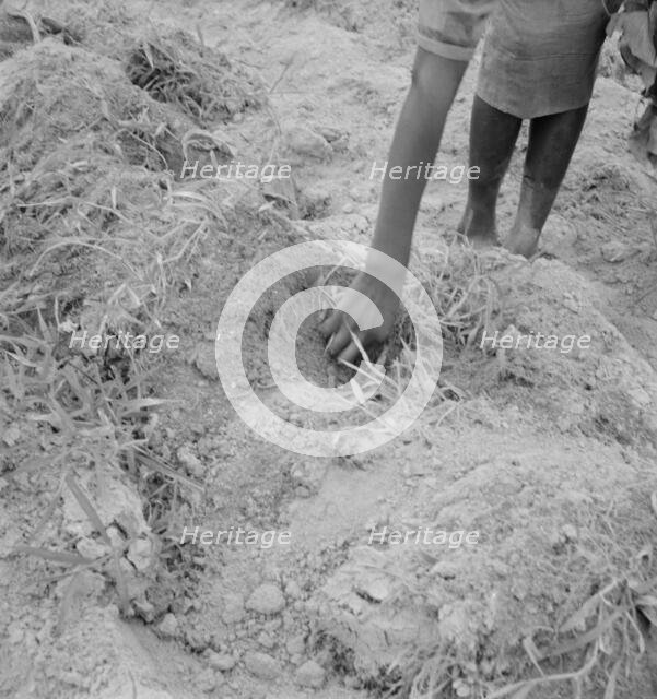 Possibly: Thirteen year old daughter of Negro sharecropper..., Olive Hill, North Carolina, 1939. Creator: Dorothea Lange.
