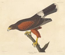 Louisiana Hawk, 1837. Creator: Robert Havell.
