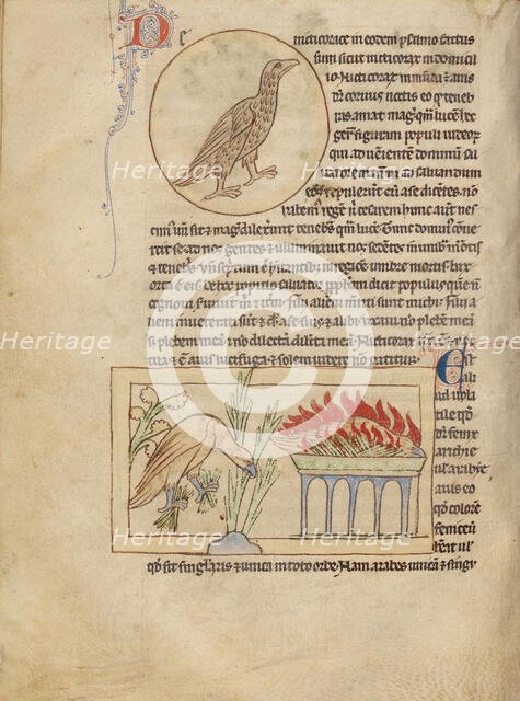 An Owl; Phoenixes; Northumberland Bestiary, about 1250-1260. Creator: Unknown.