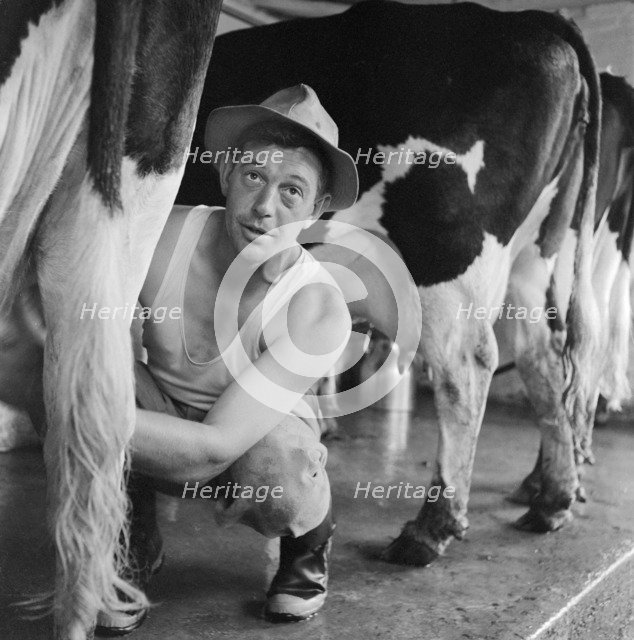 Milking cows by hand, Wood Farm, Toftwood, near Dereham, c1946-c1980. Artist: John Gay