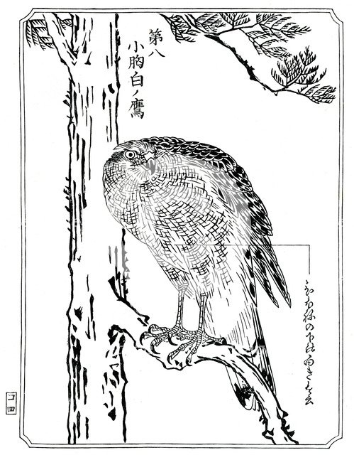 A hawk, 1898.Artist: Kawanabe Kyôsai