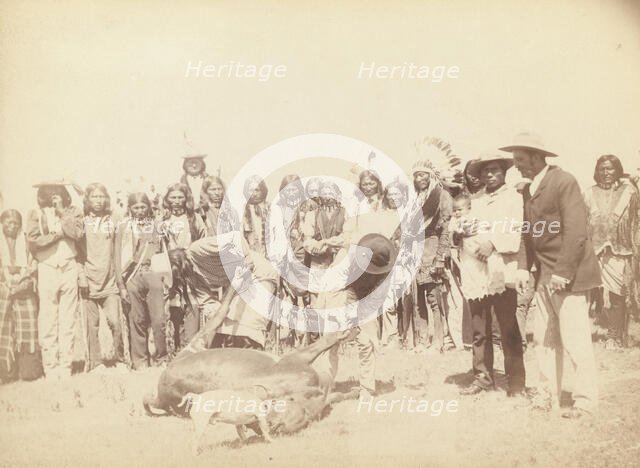 Skinning Beef, between 1887 and 1892. Creator: John C. H. Grabill.