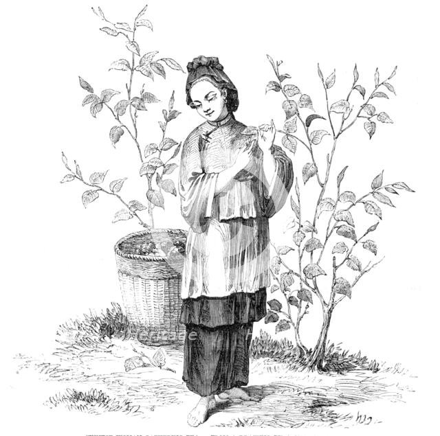 Chinese Woman gathering Tea - from a drawing by a Chinese artist, 1857. Creator: Unknown.