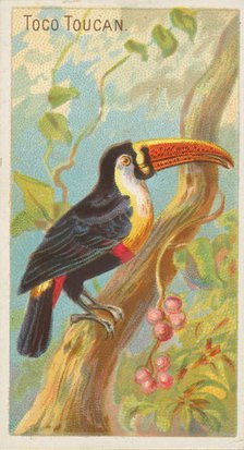 Toco Toucan, from the Birds of the Tropics series (N5) for Allen & Ginter Cigarettes Brands, 1889. Creator: Allen & Ginter.