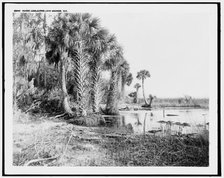 Shore line along Lake George, Fla., between 1880 and 1897. Creator: William H. Jackson.