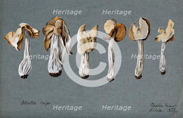 A false morel fungus (Helvella crispa): six fruiting bodies, 1892. Creator: R Baker.