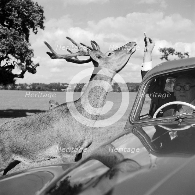 Deer in Richmond Park, Greater London, 1962-1964. Artist: John Gay
