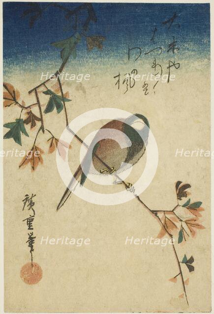 Bird on maple branch, 1830s-1840s. Creator: Ando Hiroshige.