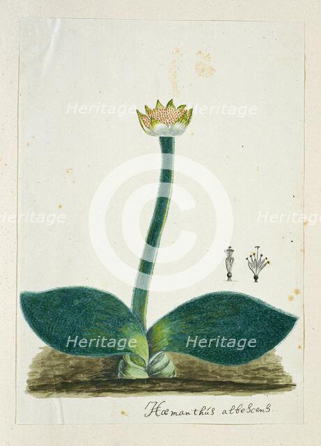 Haemanthus albiflos (Paintbrush), 1777-1786. Creator: Robert Jacob Gordon.