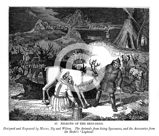 Milking of the Rein-deer, 1843. Artist: Messrs Sly and Wilson