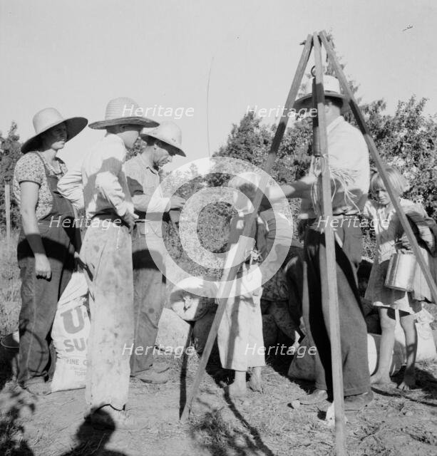 Weighing beans at scales on edge of field, near West Stayton, Marion County, Oregon, 1939. Creator: Dorothea Lange.