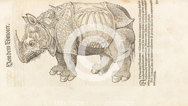 Rhinoceros. From Historia animalium, 1551-1558. Creator: Gesner (Gessner), Conrad (Konrad) (1516-1565).