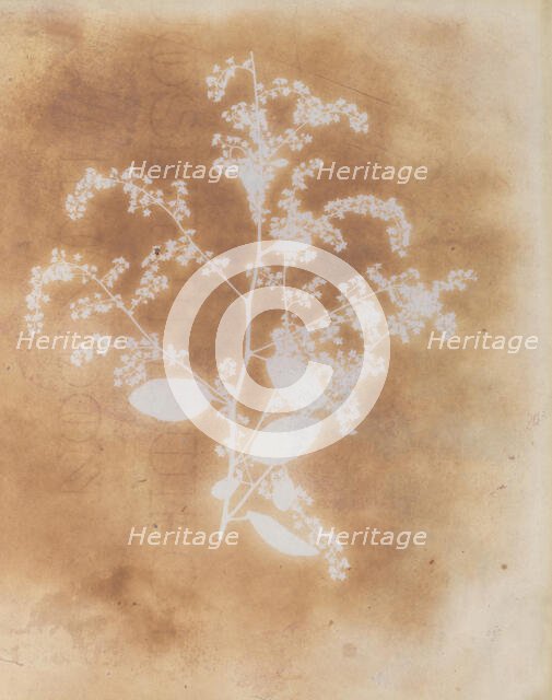 [Photogenic Drawing of a Plant], 1839-40. Creator: William Henry Fox Talbot.