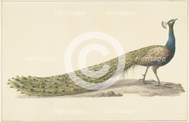 Blue peacock (Blue pauw), 1759-1842. Creator: Pieter Bartholomeusz. Barbiers.