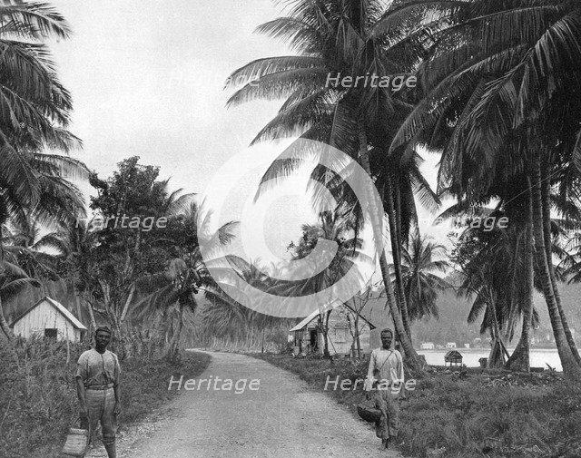 Coconut grove, Port Antonio, Jamaica, c1905.Artist: Adolphe Duperly & Son