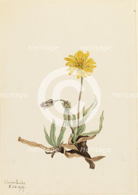 Woolly Agoseris (Agoseris villosa), 1919. Creator: Mary Vaux Walcott.