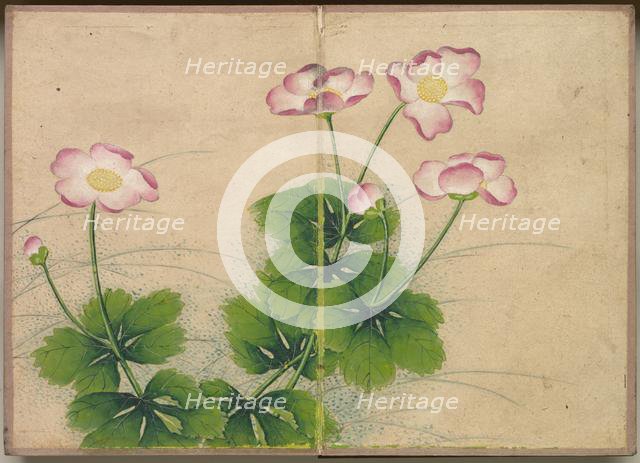 Desk Album: Flower and Bird Paintings (mallow flowers), 18th Century. Creator: Zhang Ruoai (Chinese).