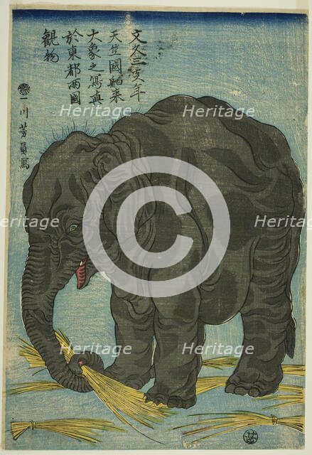 Picture of Large Elephant from India (Tenjiku hakurai dai zo no shashin), An Attraction at..., 1863. Creator: Yoshikazu.