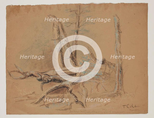 Trunks of Trees and Foliage, between 1820 and 1848. Creator: Thomas Cole.