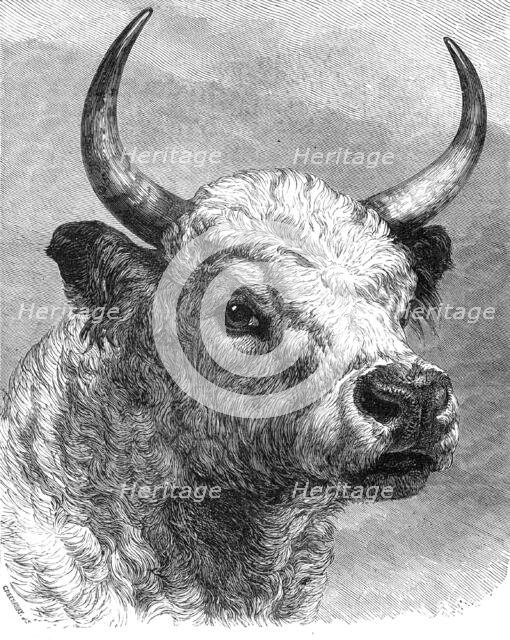 Head of the Chillingham bull shot by the Prince of Wales, 1872. Creator: John Greenaway.