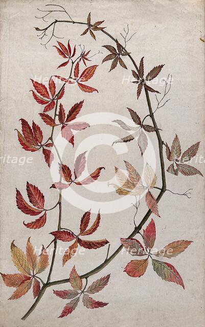 Virginia creeper (Parthenocissus quinquefolia): stem with coloured autumn leaves, c1890s. Creator: Unknown.