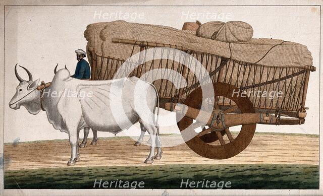 A man driving a loaded bullock cart, (between 1800 and 1899?). Creator: Unknown.