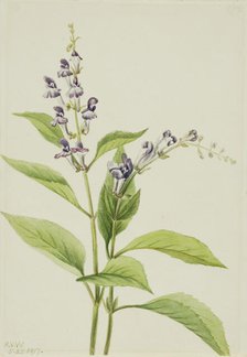 Wood Skullcap (Scutellaria serrata), 1917. Creator: Mary Vaux Walcott.