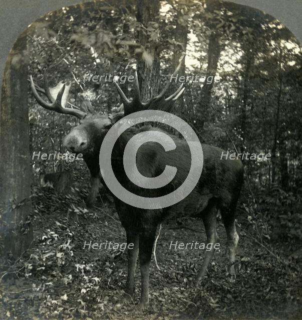 'Monarch of All I Survey', 1899. Creator: Unknown.