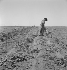 Potato field and pickers near Shafter, California, 1937. Creator: Dorothea Lange.