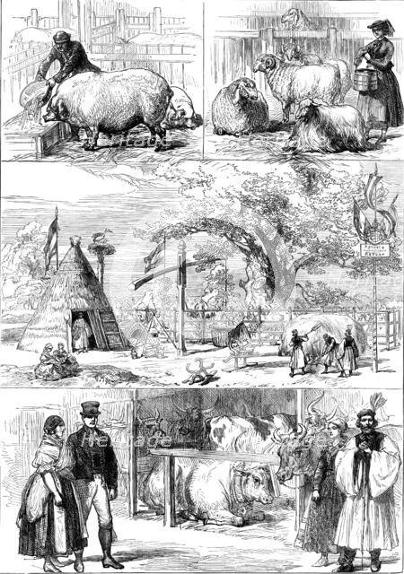 Prize animals at the International Cattle Show of the Vienna Exhibition, 1873. Creator: Unknown.