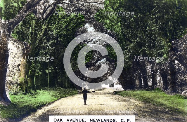Oak Avenue, Newlands, Johannesburg, Gauteng, South Africa, c1920s.Artist: Cavenders Ltd