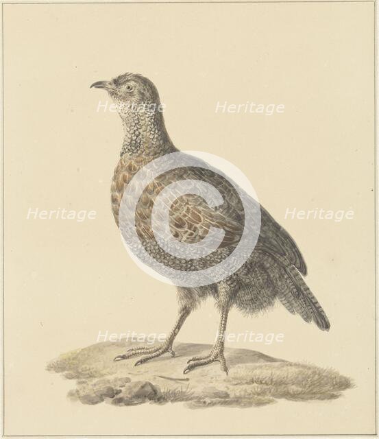 Partridge (Patrijs), 1759-1842. Creator: Pieter Bartholomeusz. Barbiers.