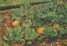 'Vegetable Marrows', 1947. Artist: JE Sowerby.