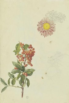 Firethorn and Chrysanthemum, 1817. Creator: Franz Theobald Horny.