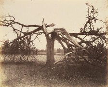 Oak Struck by Lightning, Badger, 1856., 1856. Creator: Alfred Capel-Cure.