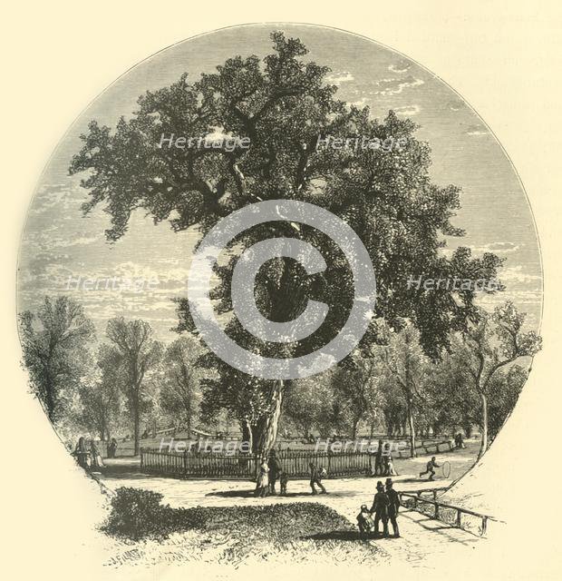 'Old Elm, Boston Common', 1874.  Creator: John Filmer.