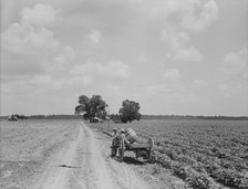 Plantation of Brazos riverbottoms, Texas, 1938. Creator: Dorothea Lange.