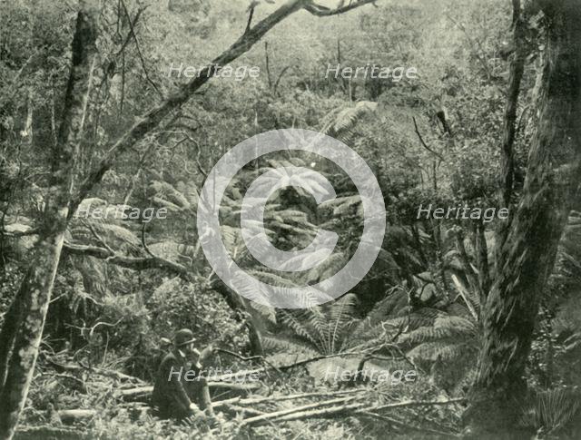 'In the Dandenong Ranges', 1901. Creator: Unknown.