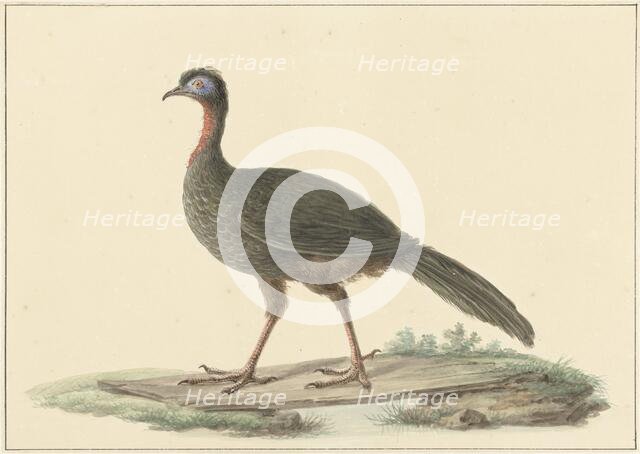 Penelope marail (Marailsjakohoenl), 1759-1842. Creator: Pieter Bartholomeusz. Barbiers.