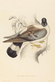 Columba Leuconota (Snow Pigeon). Creator: Elizabeth Gould.