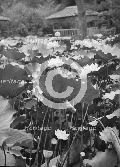 Travel views of Japan and Korea, 1908. Creator: Arnold Genthe.