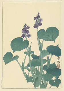 Flowering hosta. Creator: Ohara, Koson (1877-1945).