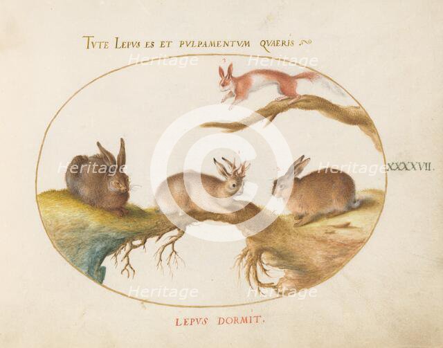 Animalia Qvadrvpedia et Reptilia (Terra): Plate XLVII, c. 1575/1580. Creator: Joris Hoefnagel.