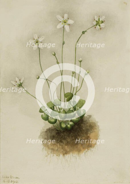 Fringed Parnassia (Parnassia fimbriata), 1905. Creator: Mary Vaux Walcott.