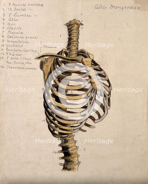 Vertebral column and ribcage, 1880. Creator: Adele Mongredien.