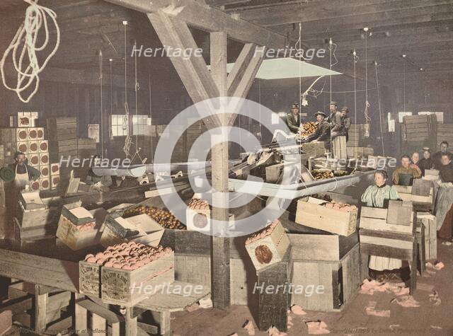 Orange Packing at Redlands, published 1899. Creator: Unknown.