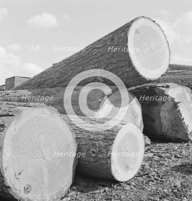 Logs piled in the mill yard, Keno, Klamath County, Oregon, 1939. Creator: Dorothea Lange.