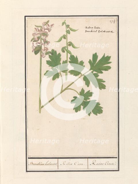 Hollow root (Corydalis cava), 1596-1610. Creators: Anselmus de Boodt, Elias Verhulst.