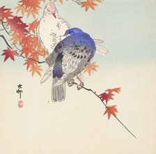 Two pigeons on autumnal branch. Creator: Ohara, Koson (1877-1945).